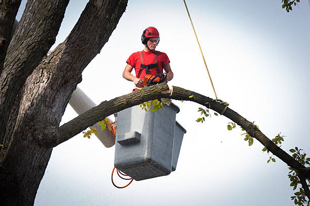 How Our Tree Care Process Works  in  Melville, RI